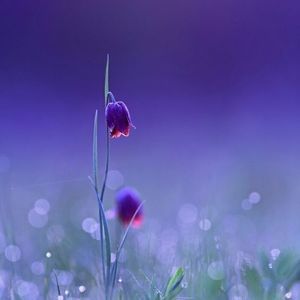 Meet your Posher, Sylvia